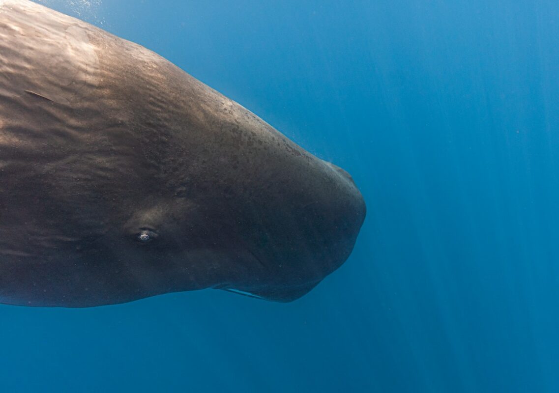 why do sperm whales dive so deep