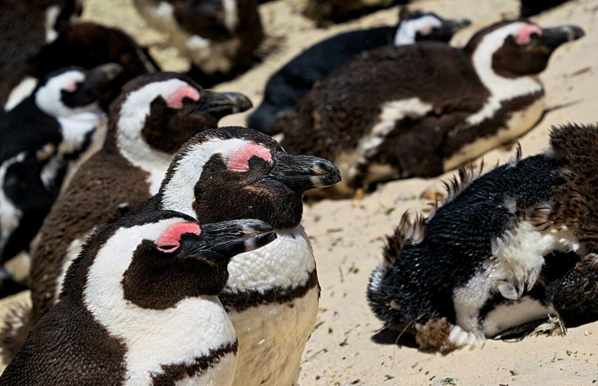 african penguins