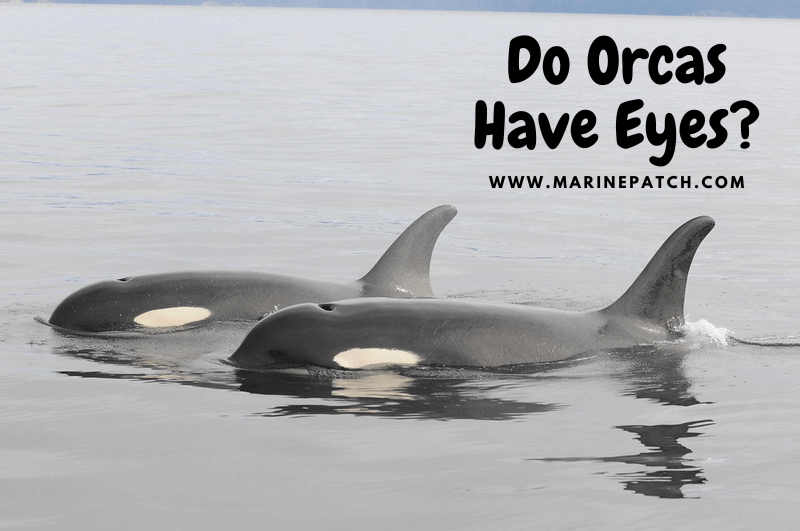do orcas have eyes