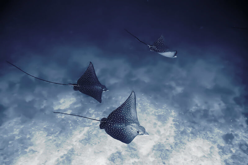 are eagle rays dangerous