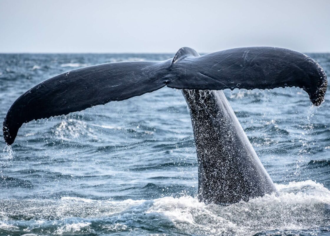 intelligent whales
