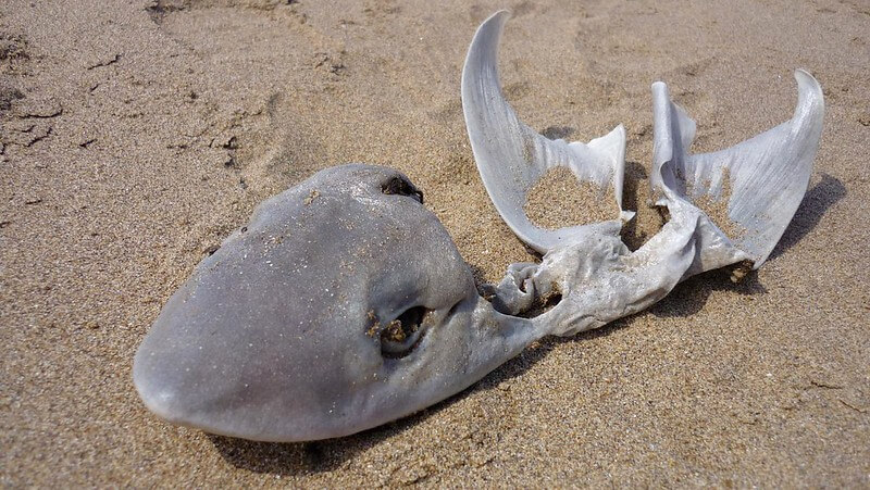dead shark