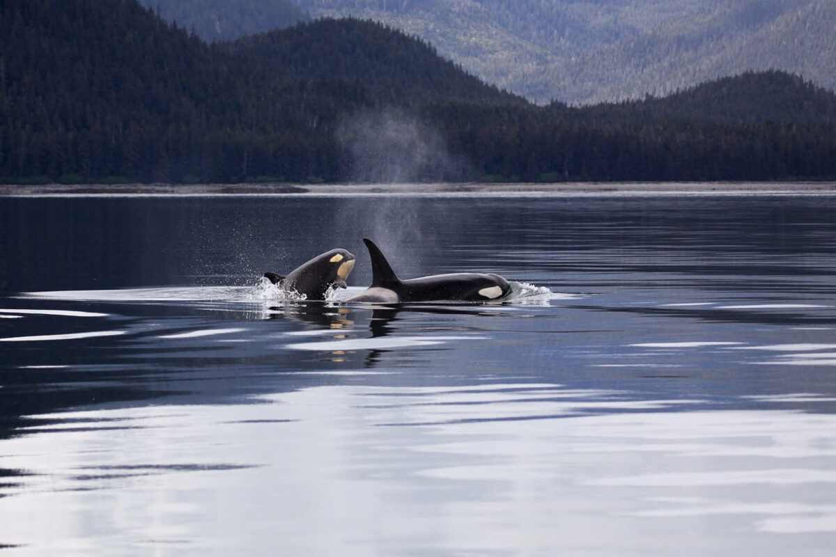do orcas kill for fun