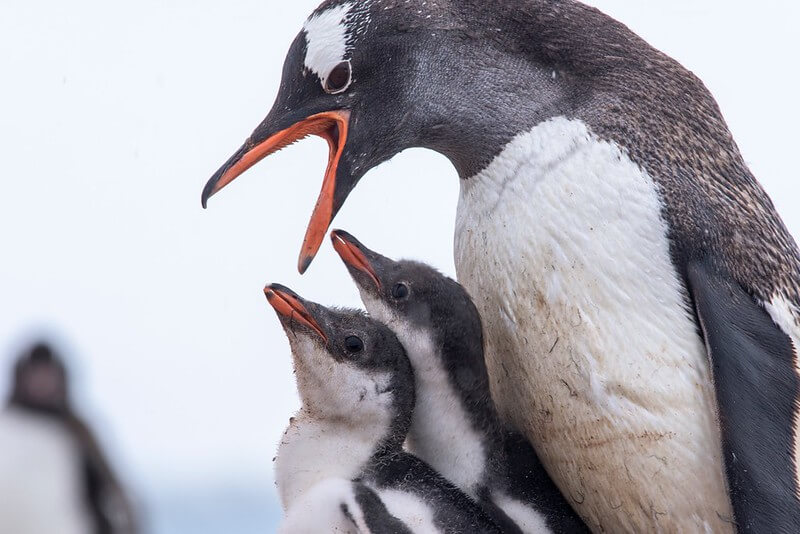 gentoo penguin and chicks