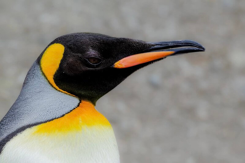 king penguin facts