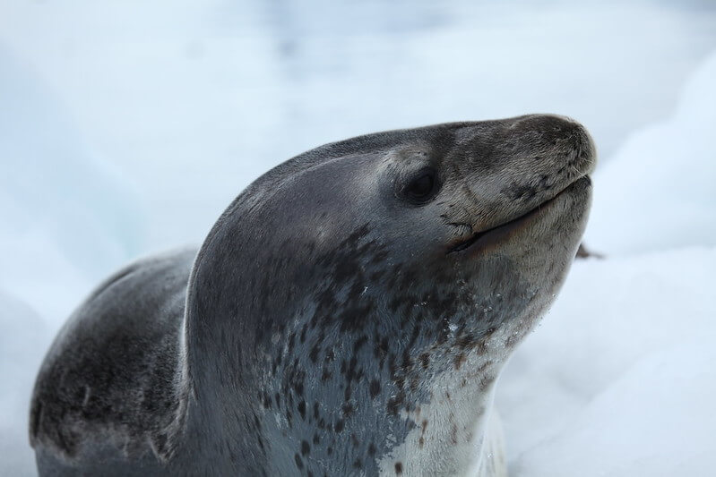 leopard seal facts