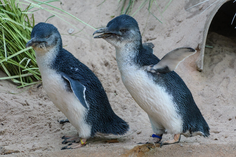 little penguins