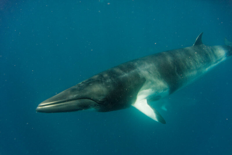 minke whale underwater