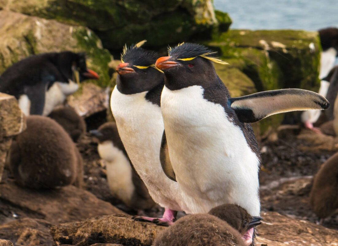 rockhopper penguin facts