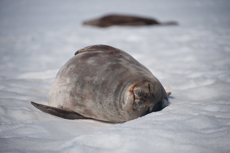 weddell seal facts