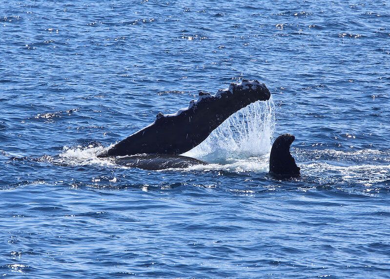 whale fins