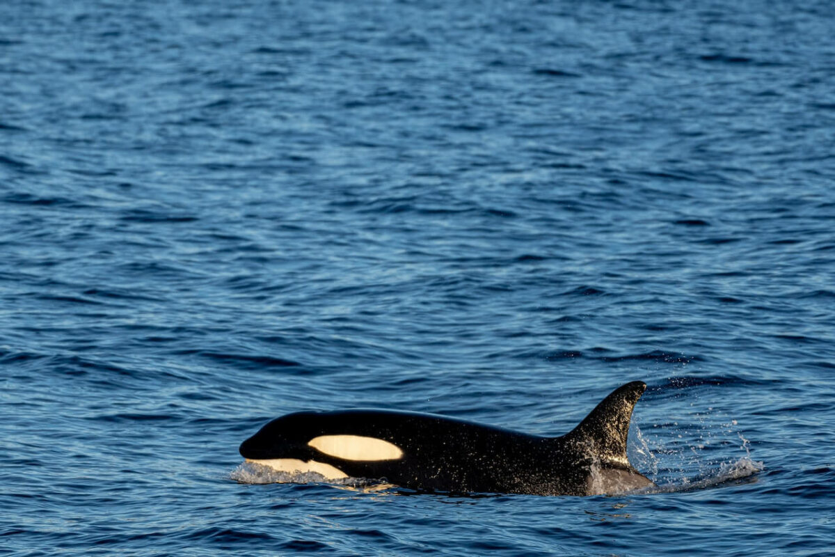 are orcas carnivores