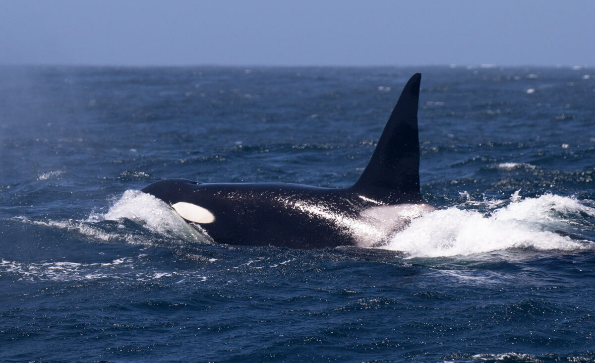 do orcas attack humans