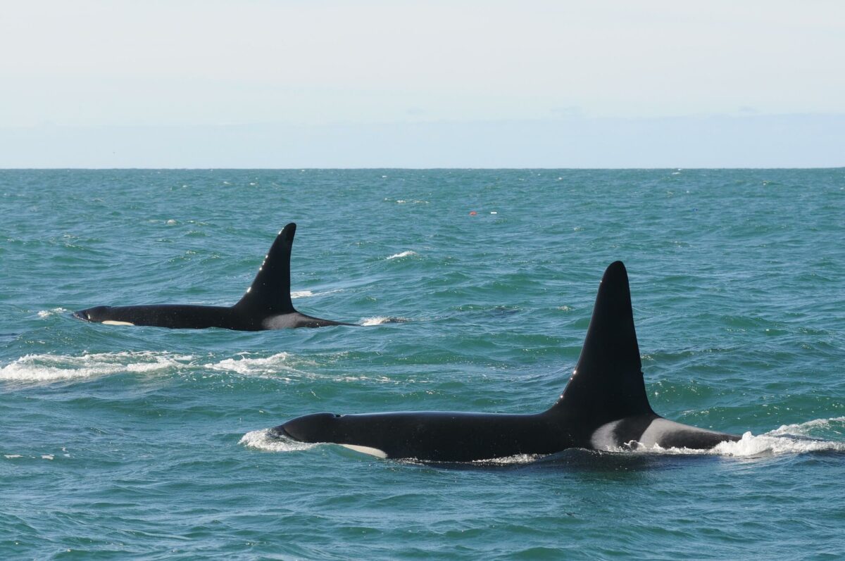 do orcas attack humans