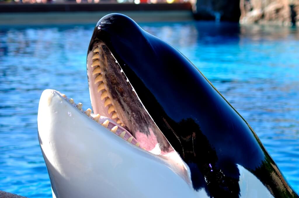 do orcas have teeth