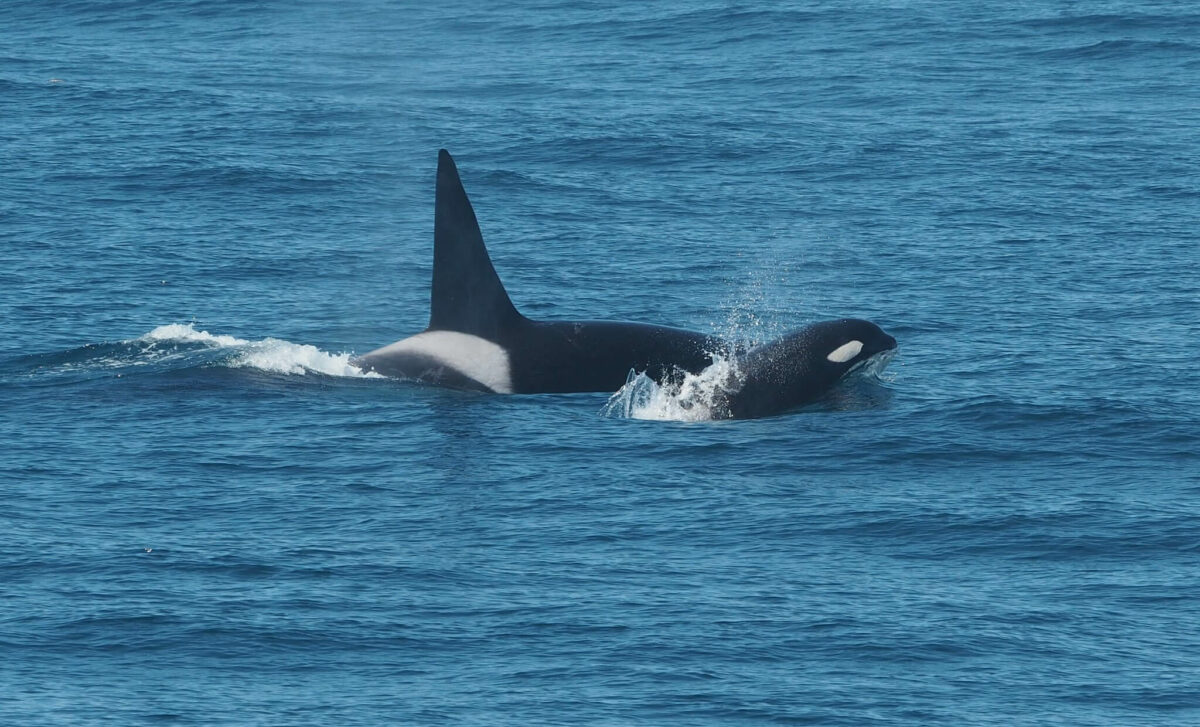 orca mother and calf