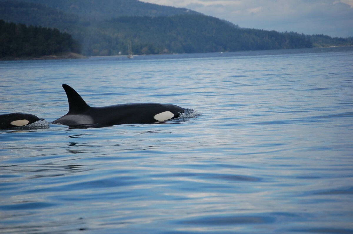 how fast can orcas swim