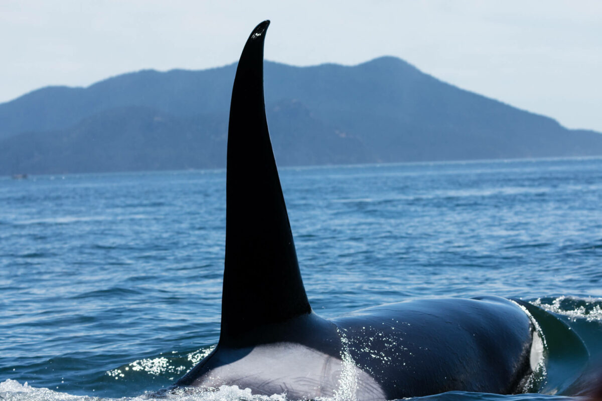 are orcas smarter than dolphins