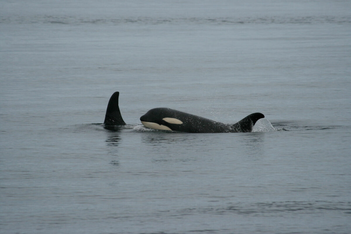 how long do orcas live