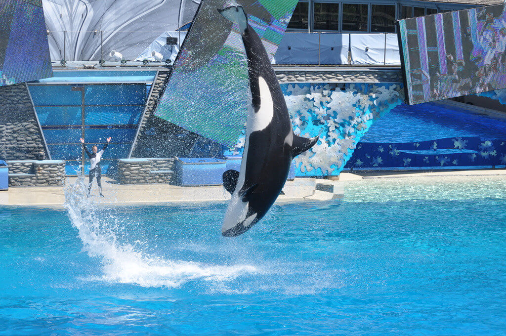 how high can orcas jump