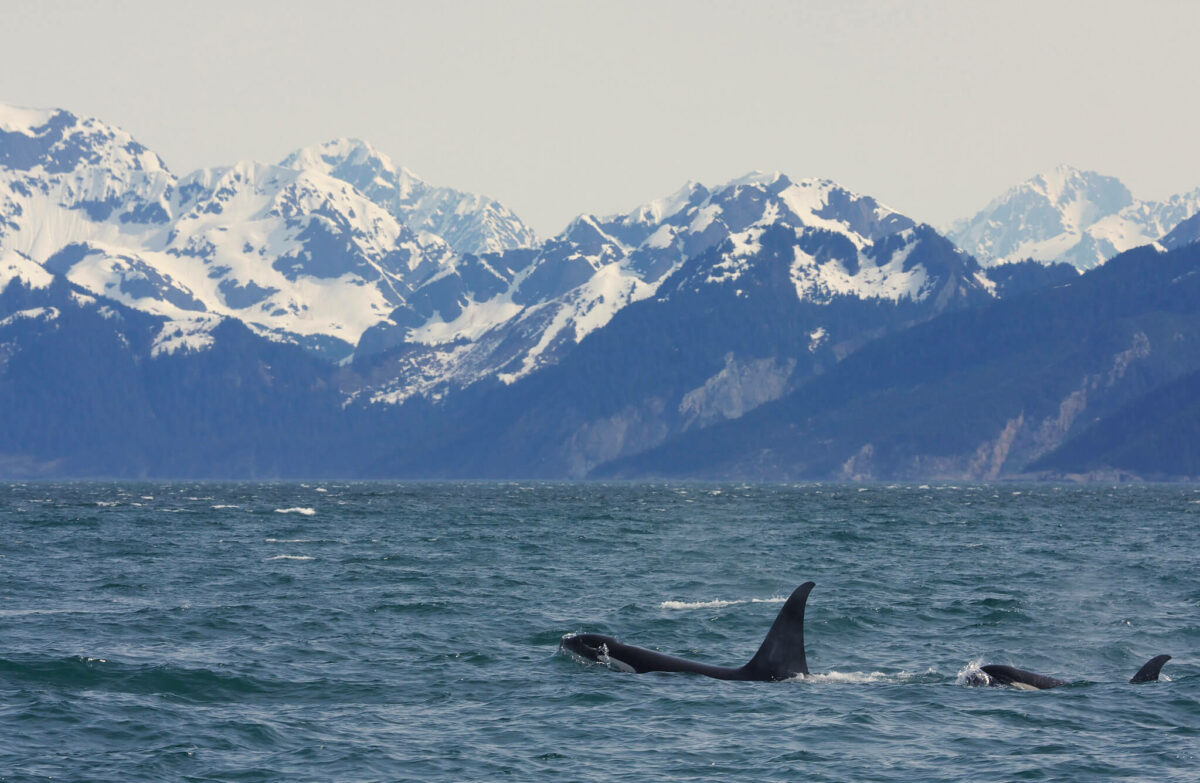are orcas carnivores