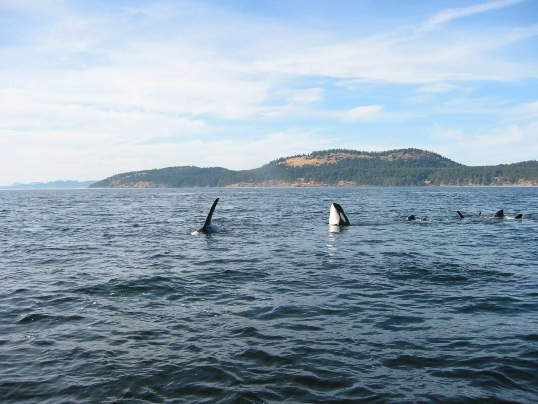 are orcas intelligent