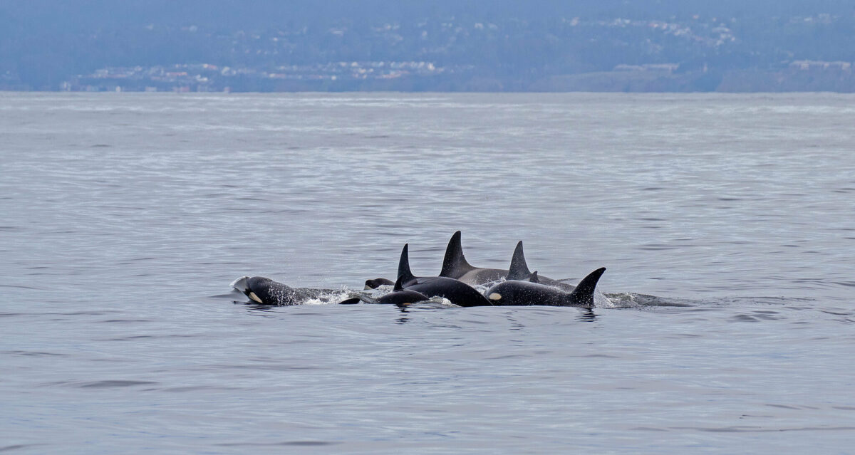 transient orcas swimming