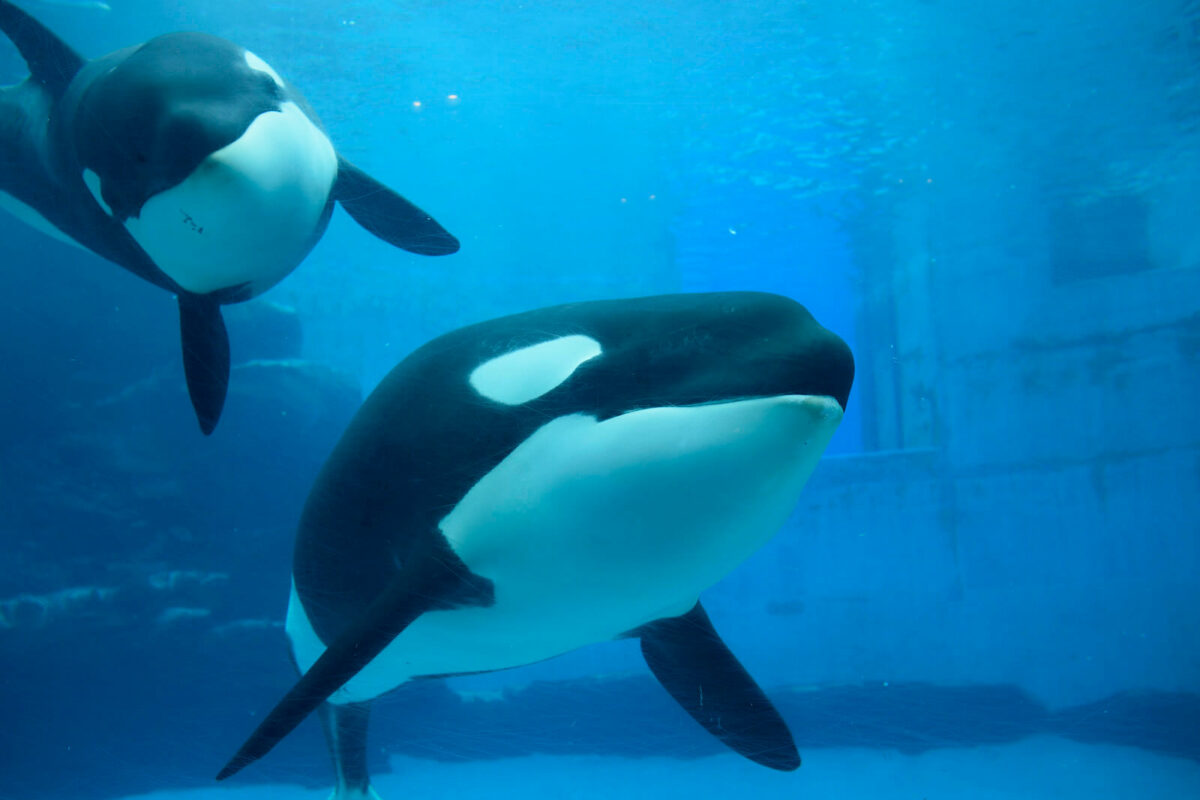 are orcas and killer whales the same