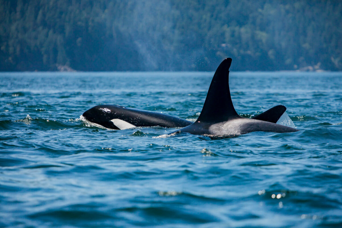 where do orcas live