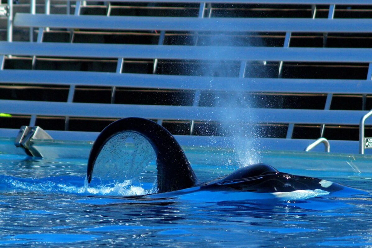 why do orcas fins bend