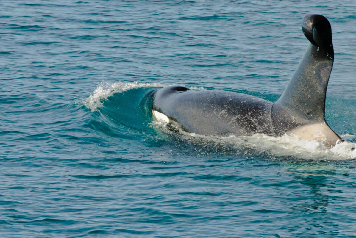 why do orcas have white spots