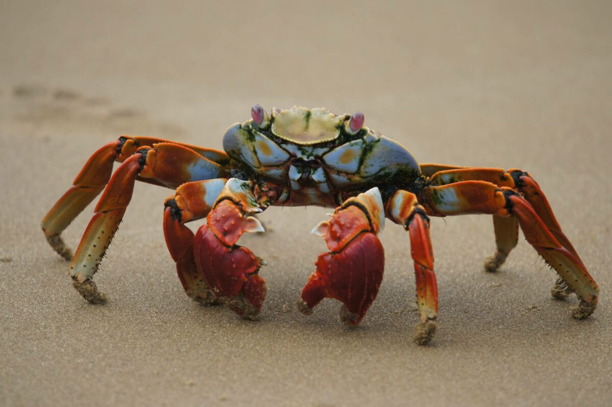 are crabs cannibals