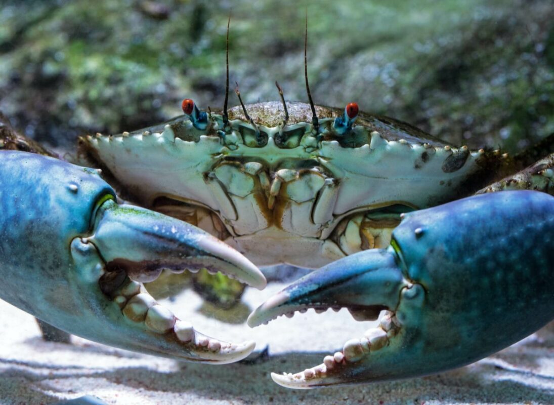are crabs carnivores