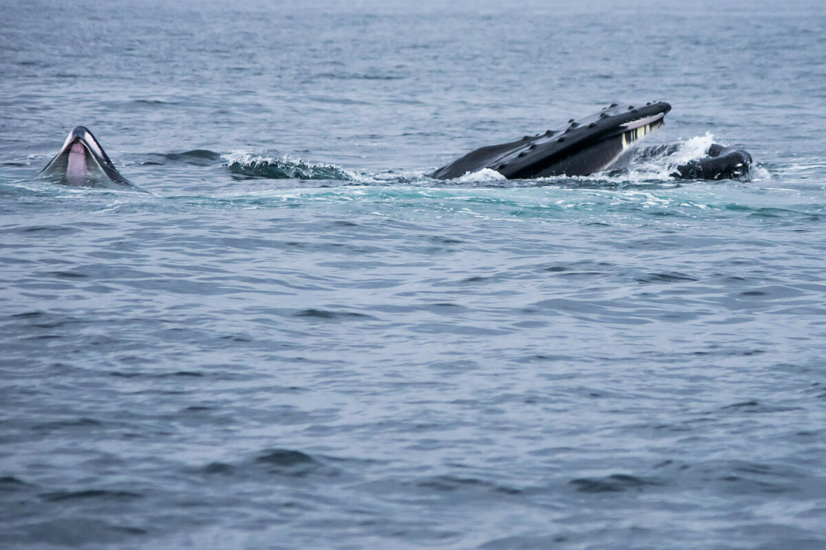 baleen whale surfacing to eat