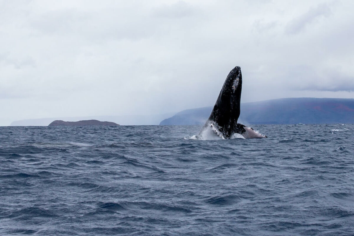 why do whales breach