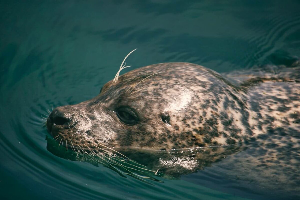 can seals breathe underwater