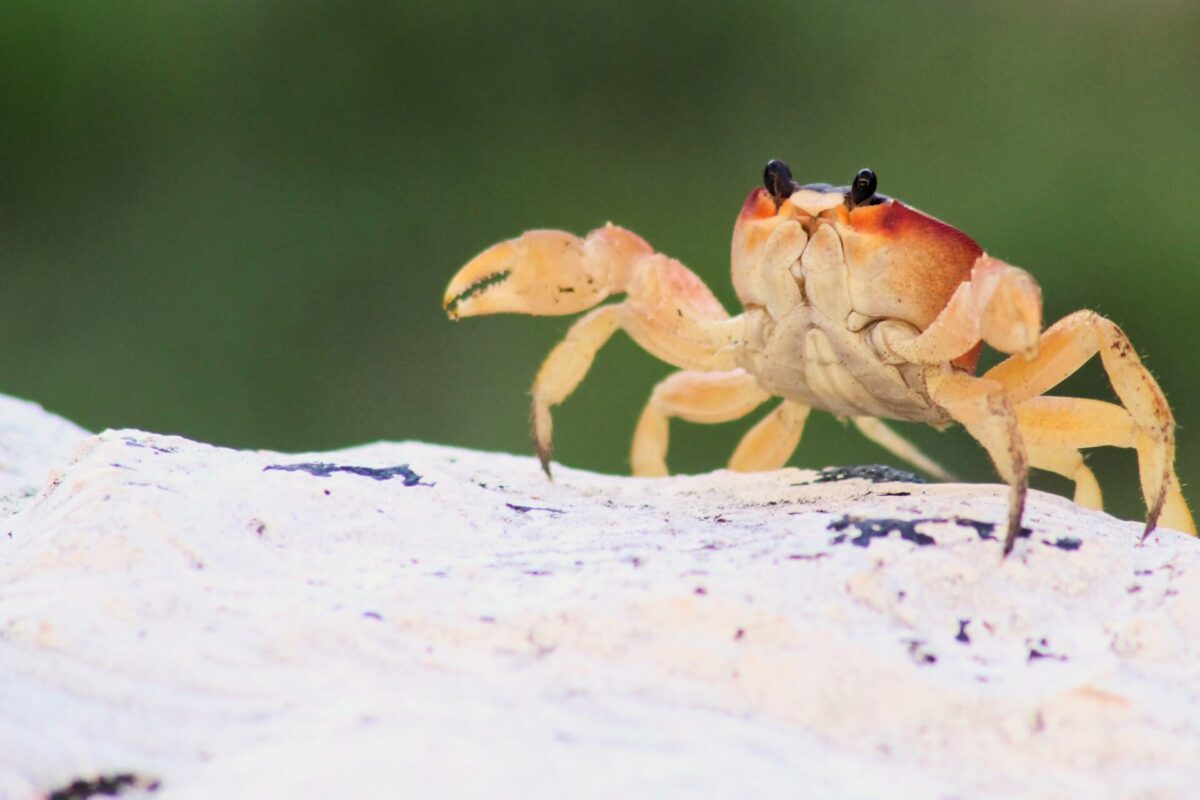 are crabs carnivores