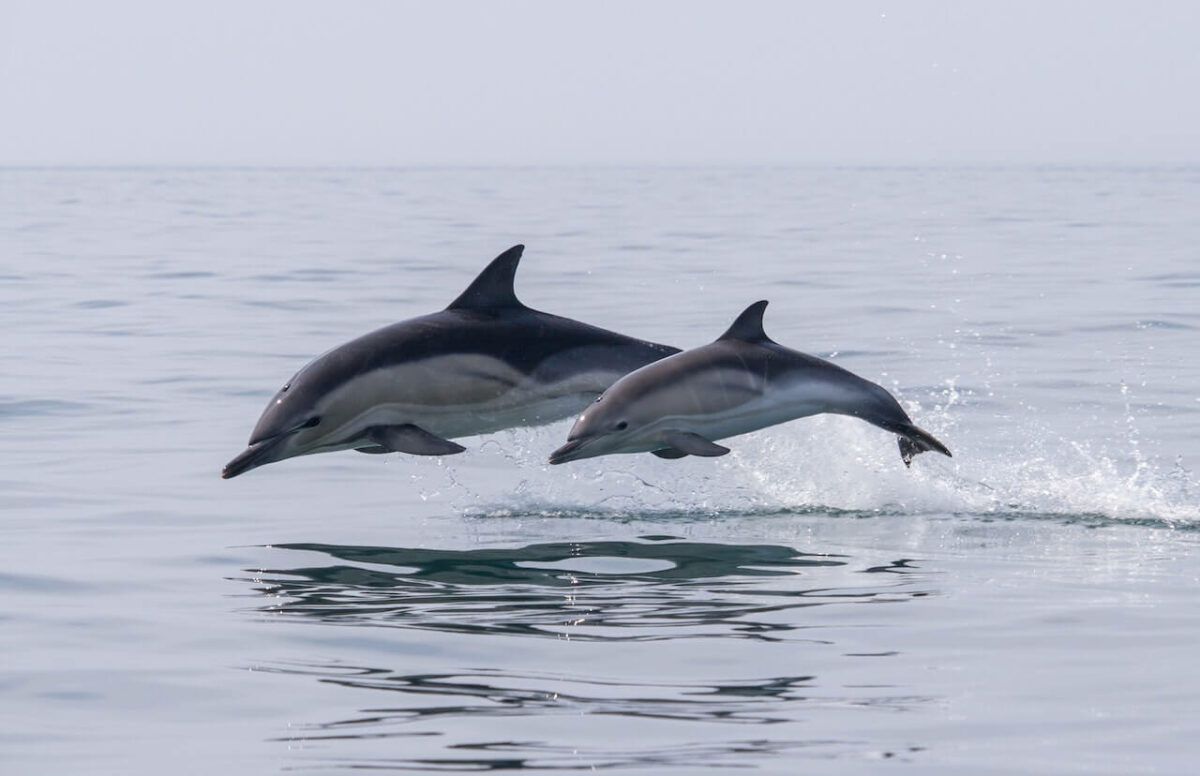 do dolphins lay eggs