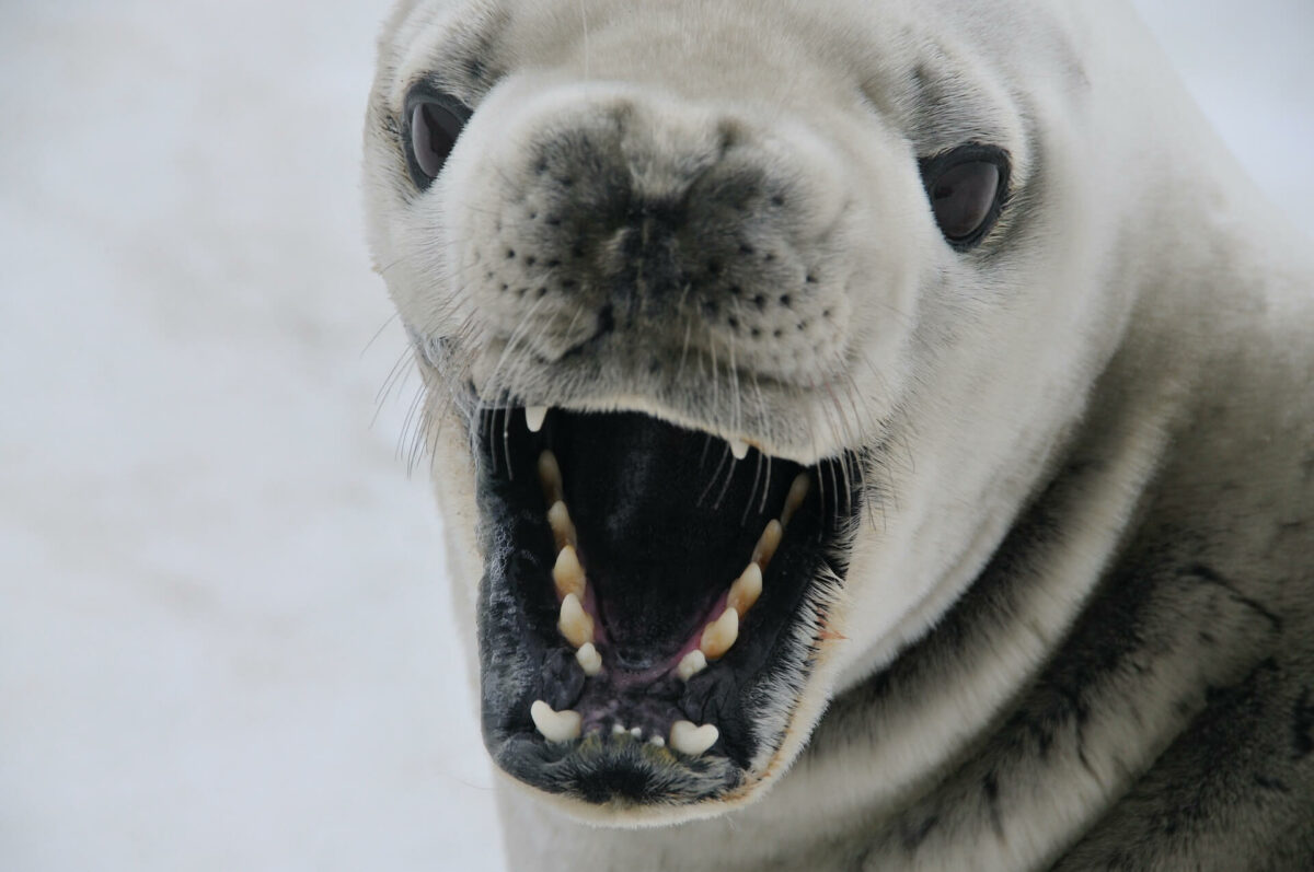 do seals attack humans
