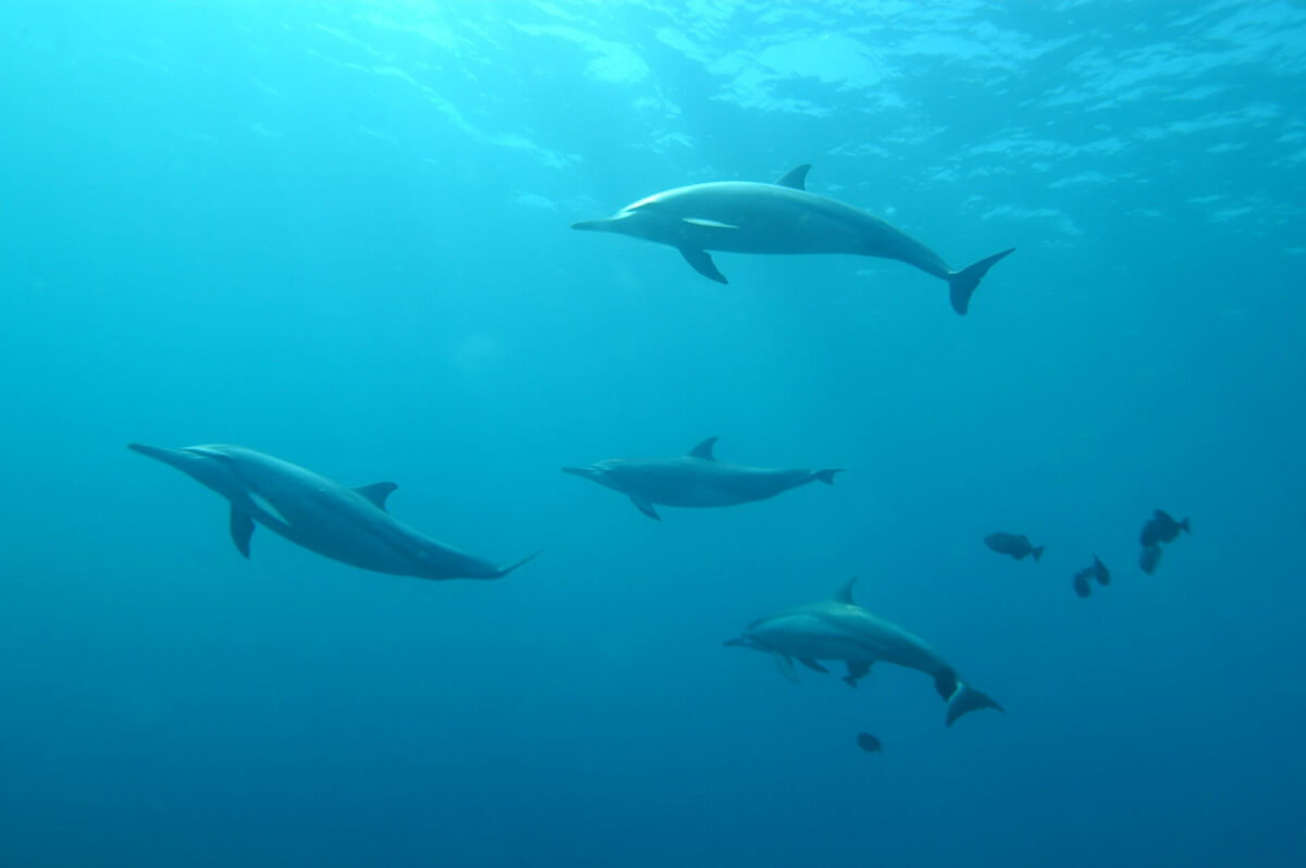 four dolphins swimming near some fish