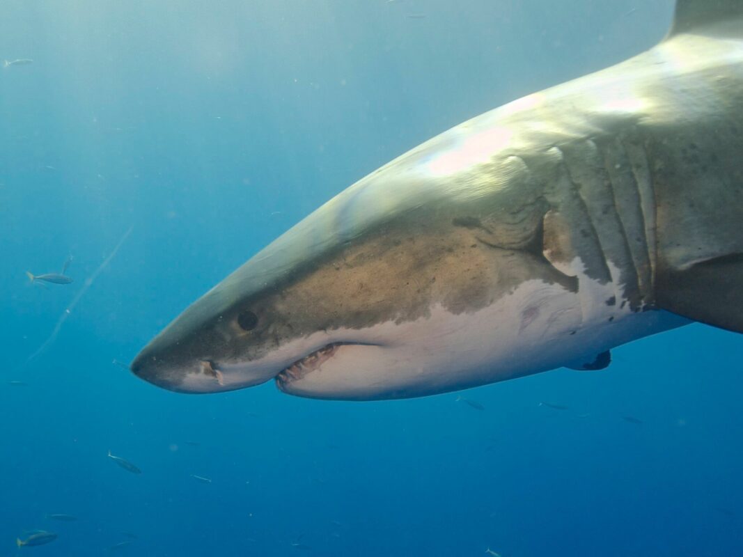 do great white sharks eat humans