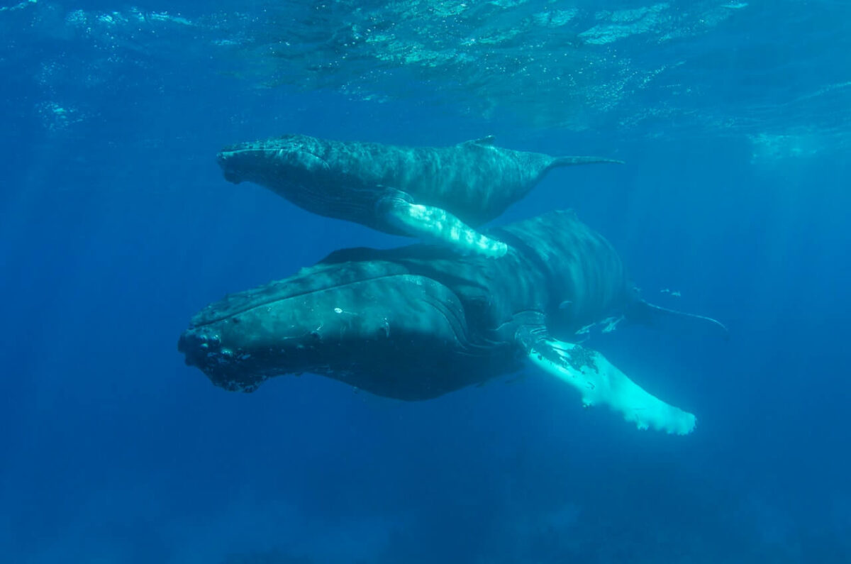 how long are whales pregnant