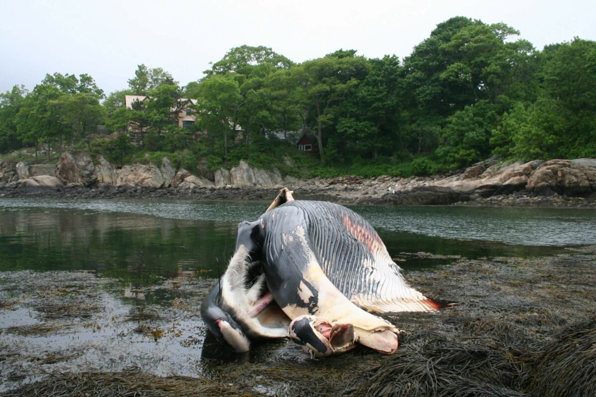 large dead whale washed up onshore