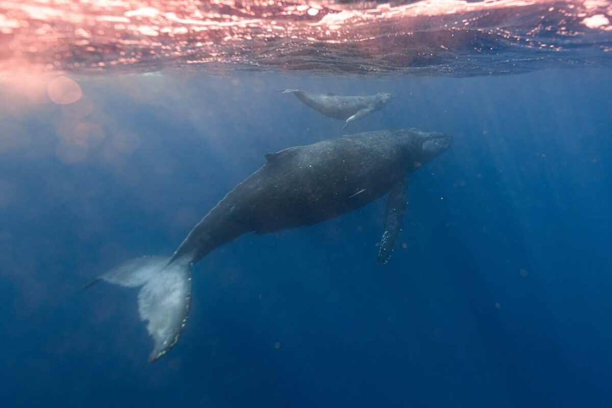 how long can whales hold their breath