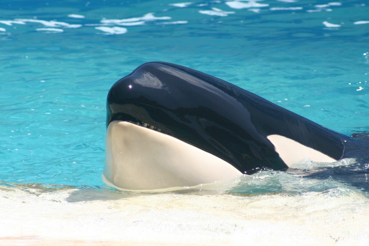 do orcas have teeth