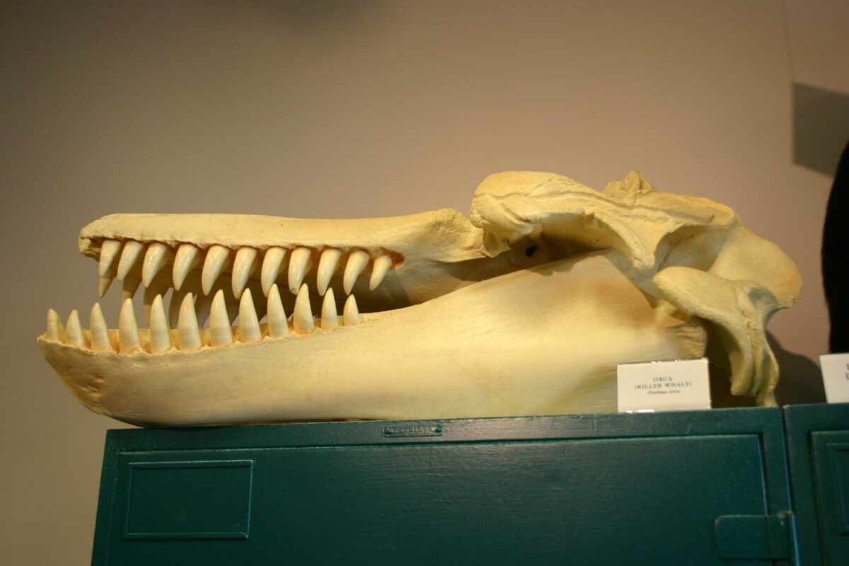 orca teeth and skull