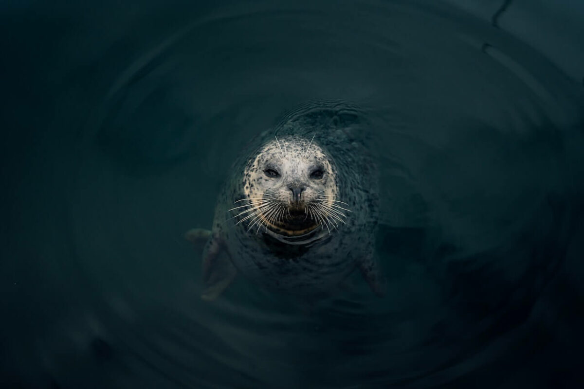 do seals attack humans