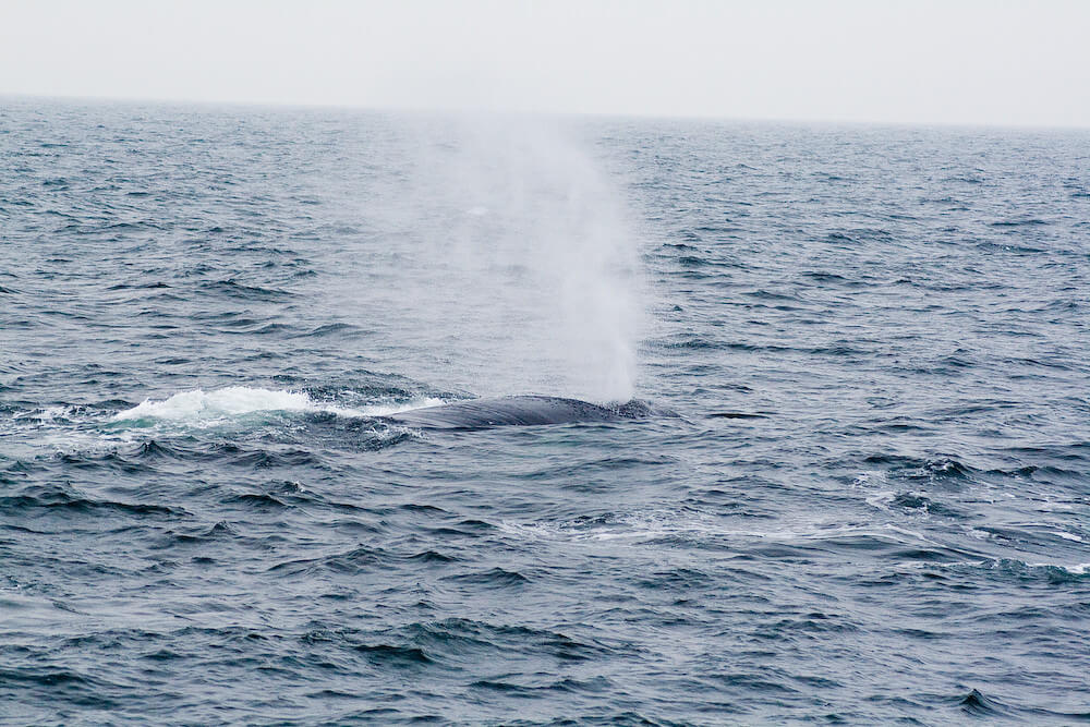 do whales breathe air