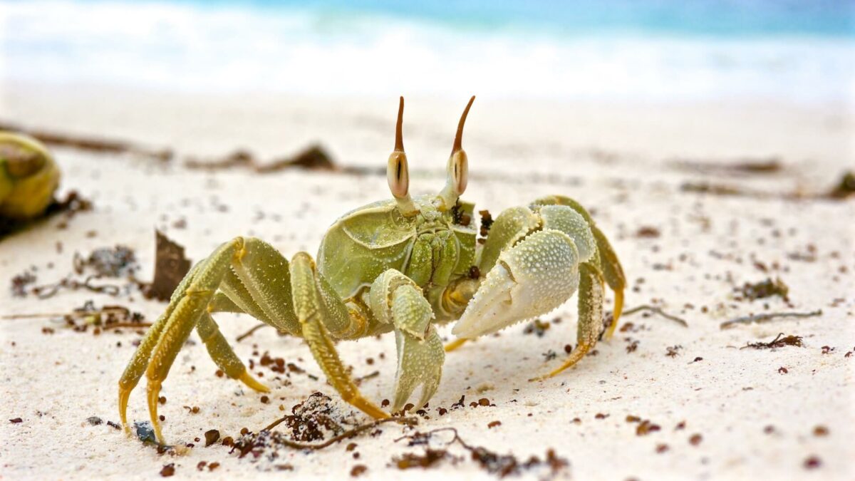 are crabs invertebrates