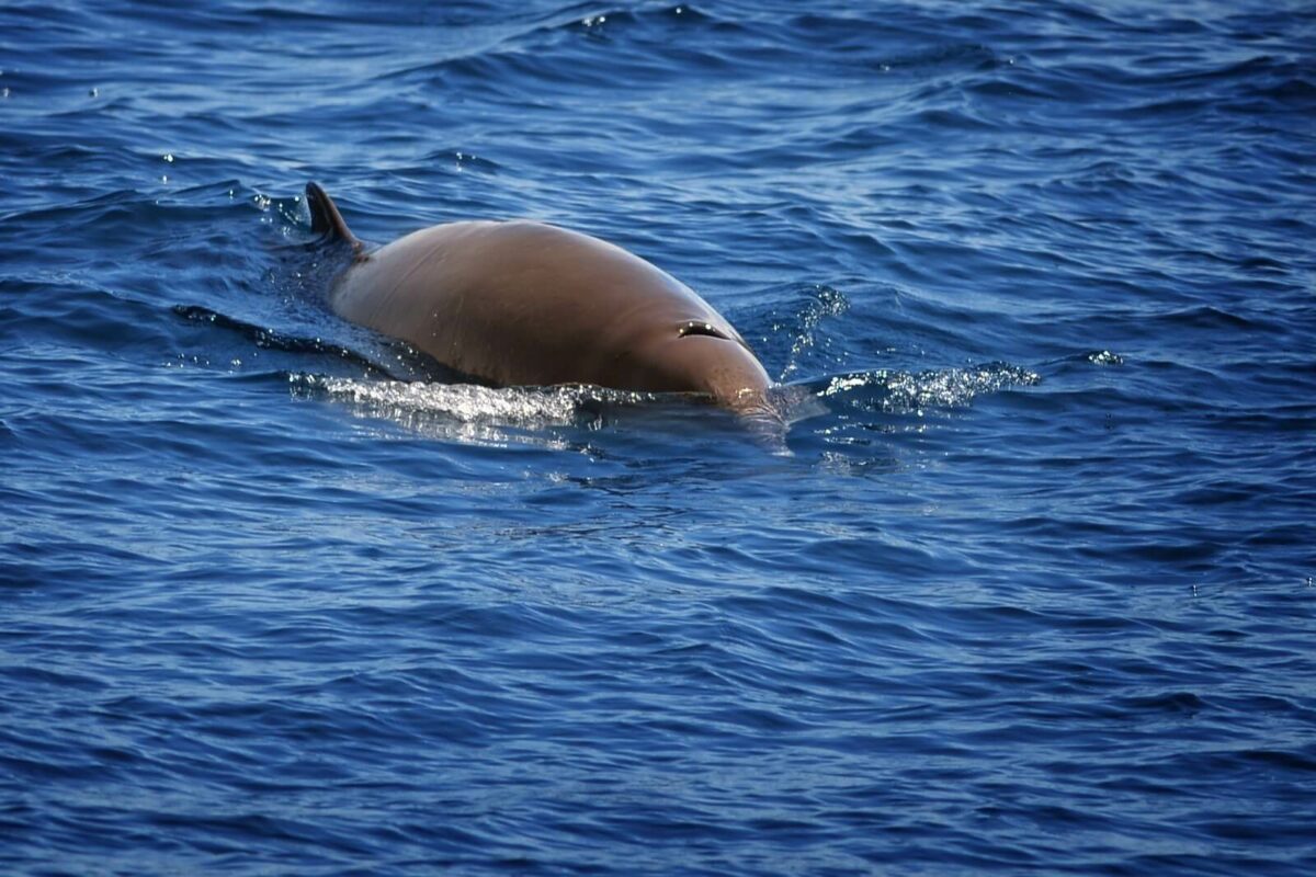 cuviers beaked whale
